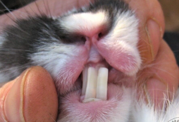 rabbit disease symptoms