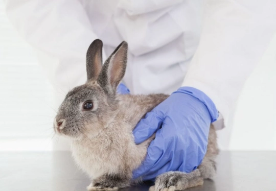 rabbit disease symptoms