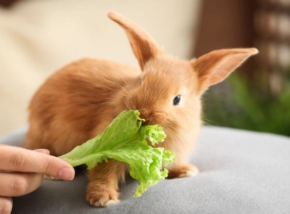 what do rabbits eat