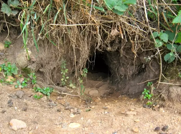 rabbit burrow