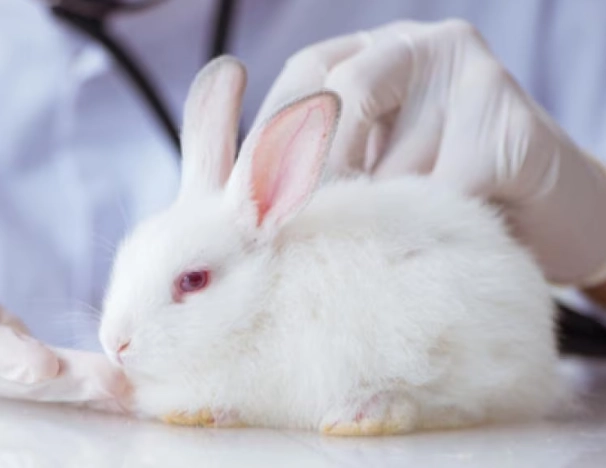 rabbit disease symptoms
