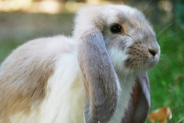 lop rabbit personality