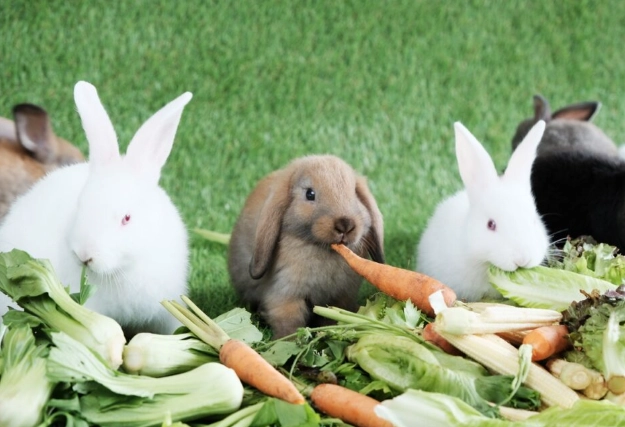 safe foods for rabbits