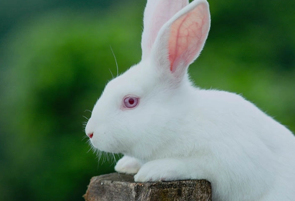 new zealand rabbit care