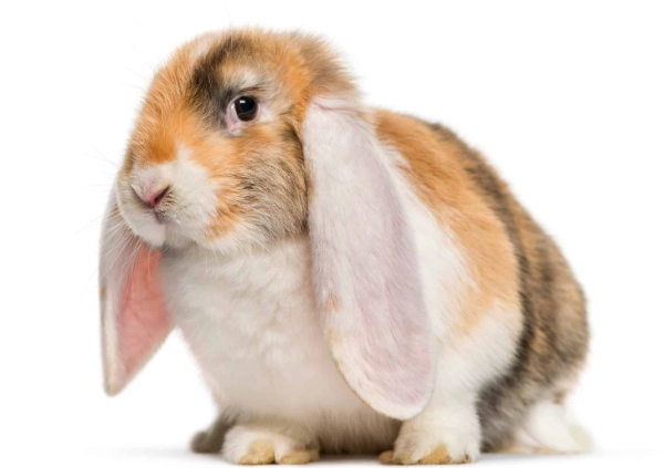 lop rabbit breeds
