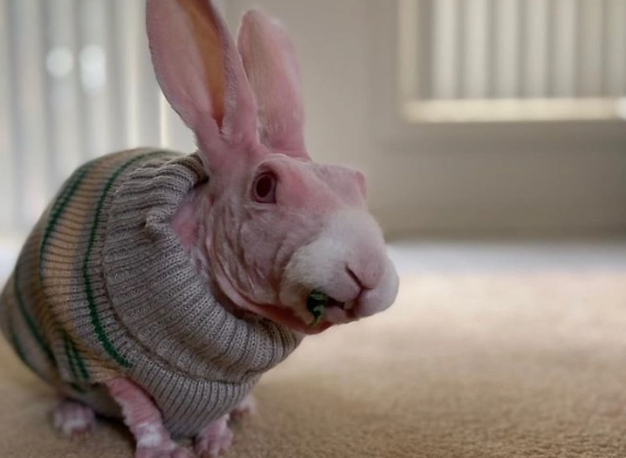 hairless rabbit health