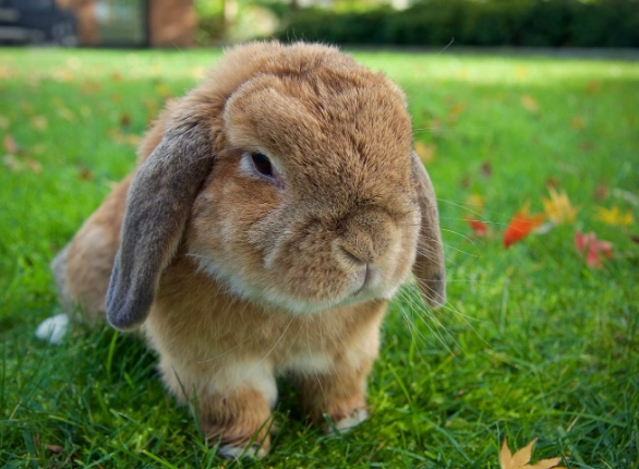 holland lop rabbit care
