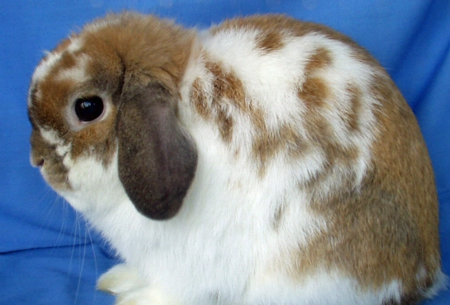 holland lop rabbit size