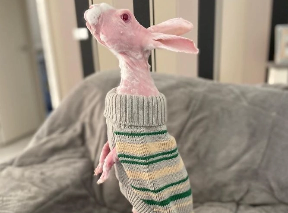 sphynx rabbit