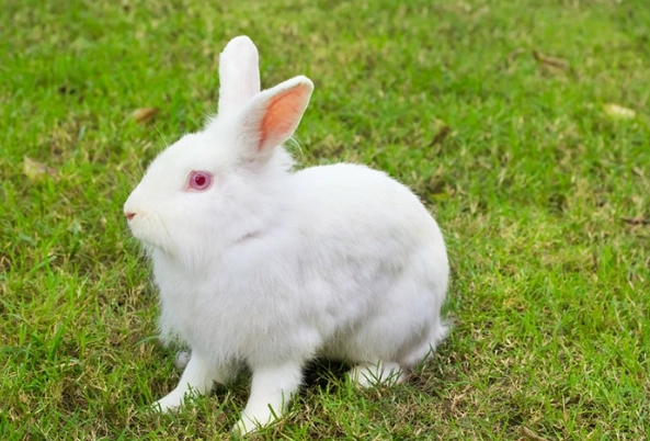 raising new zealand rabbits