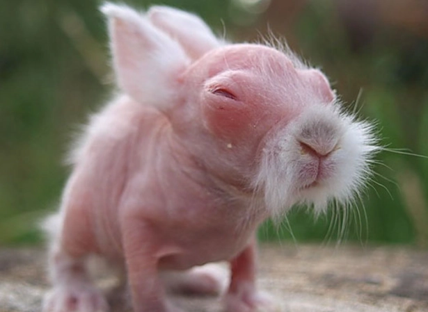 hairless rabbit care