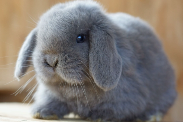 lop rabbit personality