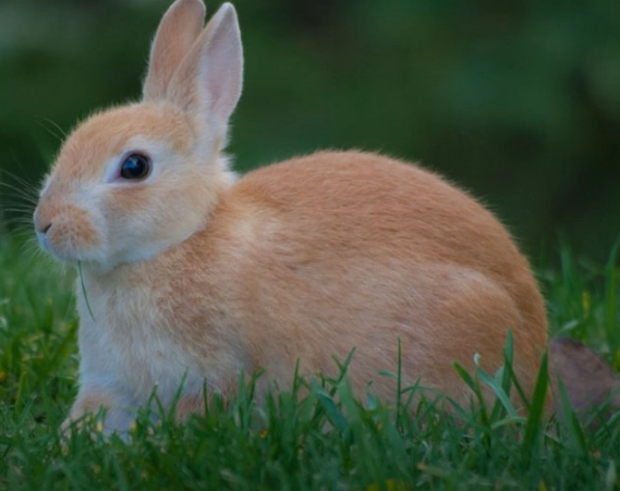 European rabbit invasive species