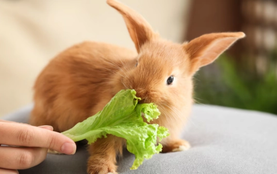 rabbit diet