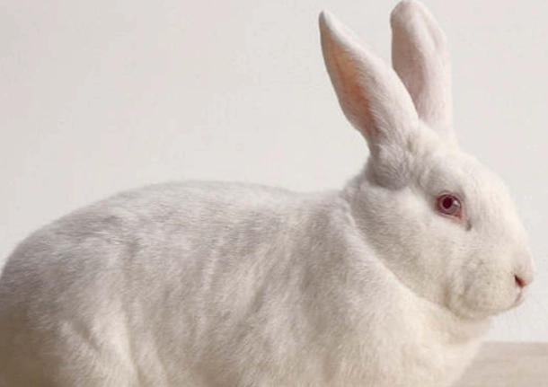 new zealand rabbit breed