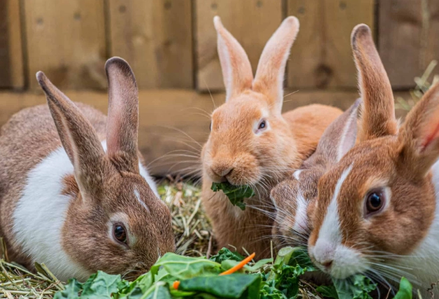 safe foods for rabbits