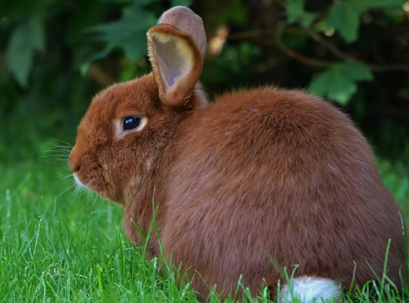 new zealand rabbit care
