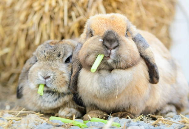 holland lop rabbit lifespan