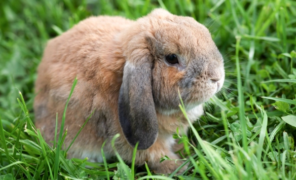 lop rabbit care