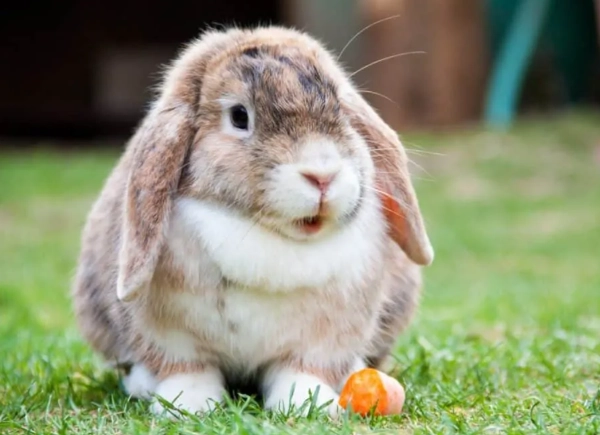 holland lop rabbit lifespan