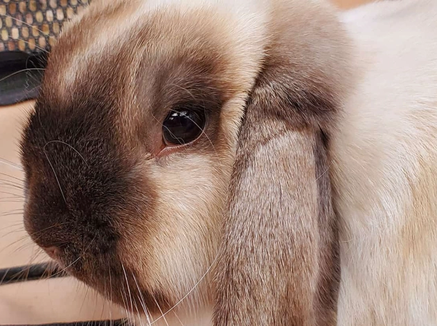 holland lop rabbit size