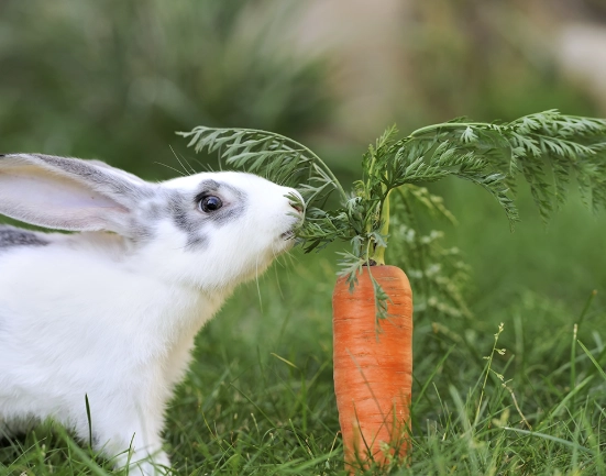 what do rabbits eat
