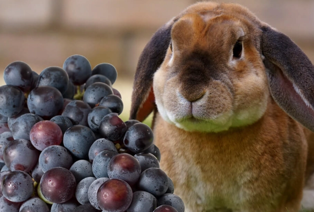 grapes for rabbits