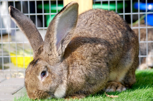 Flemish Giant rabbit care