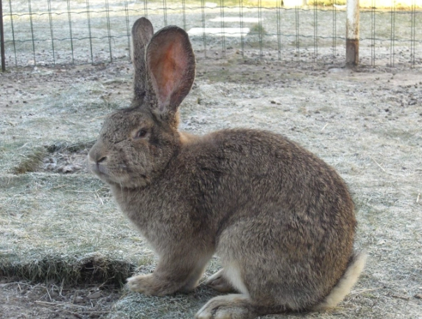 giant rabbit care disadvantages