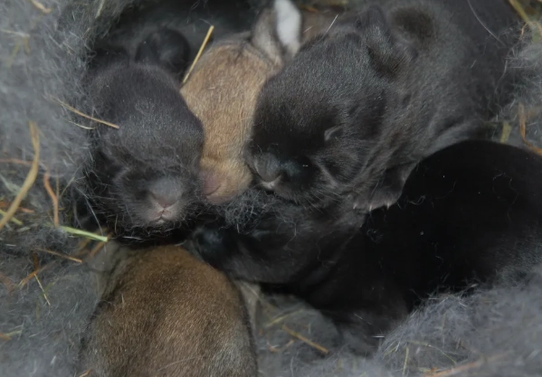 raising Flemish Giant kits