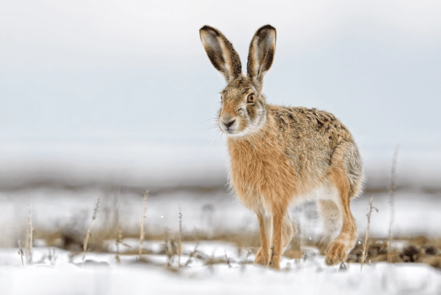 belgian hare history
