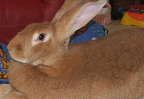 Flemish Giant rabbit care