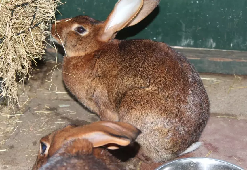 belgian hare history