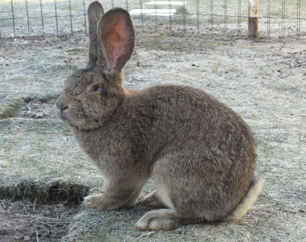 largest rabbit breed