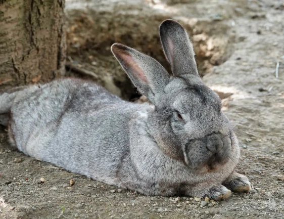 how big do Flemish Giants get how big do Flemish Giants get