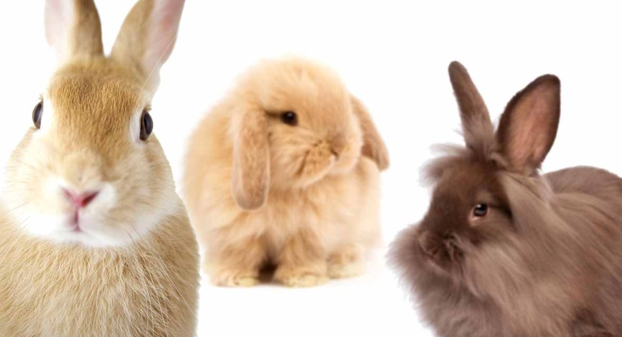 best pet rabbit breeds