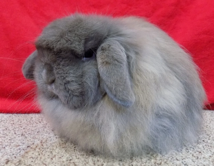 wool block in rabbits