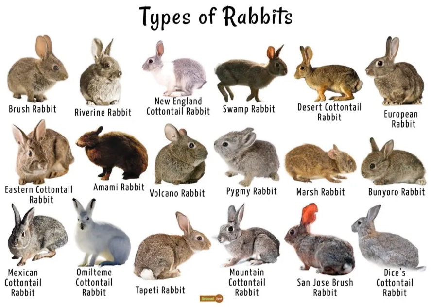 different breed rabbits