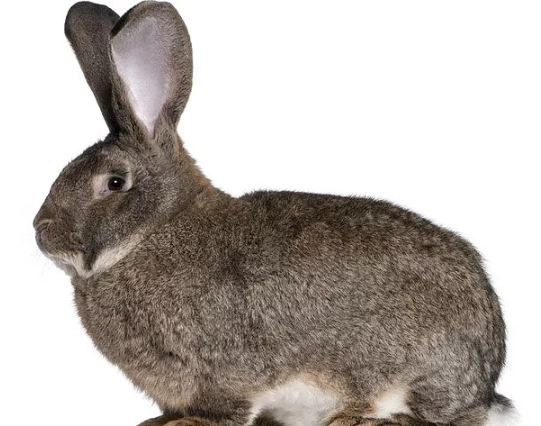 Flemish Giant rabbit diet