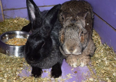 Flemish Giant rabbit size Flemish Giant rabbit size