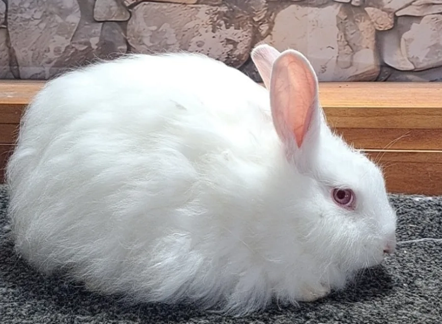 french angora