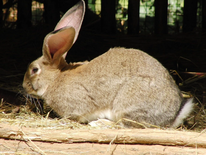 largest rabbit breed
