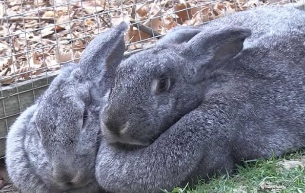 Flemish Giant rabbit pet