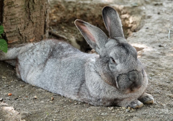 Flemish Giant rabbit diet