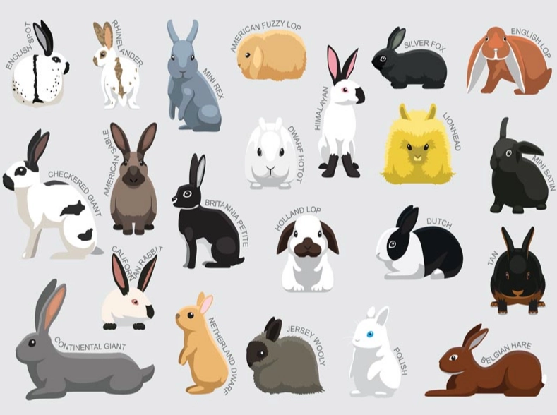 rabbit breeds