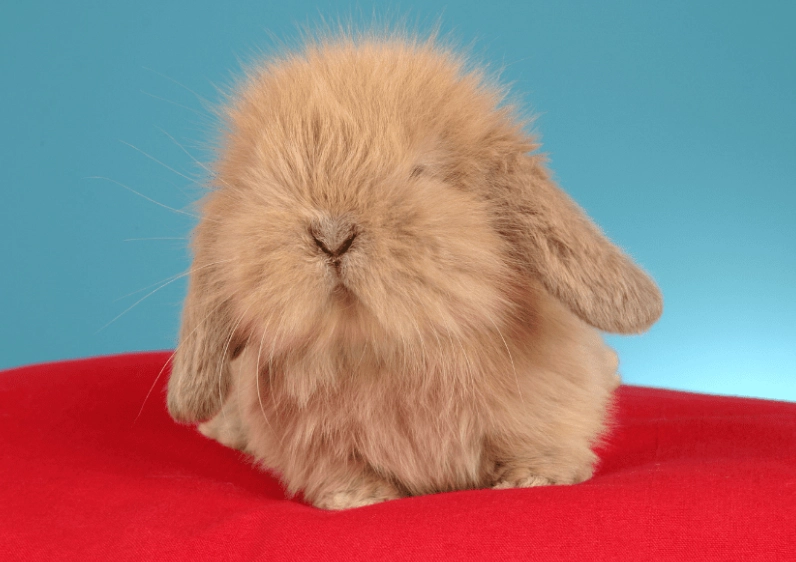 wool block in rabbits