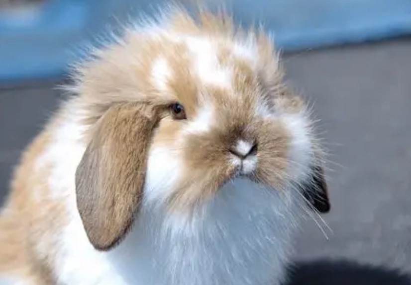 american fuzzy lop