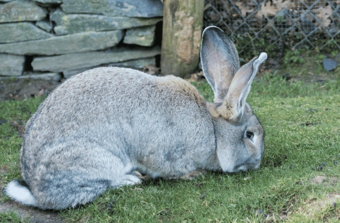 Flemish giant care