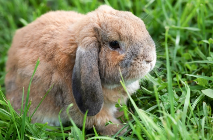 mini lop