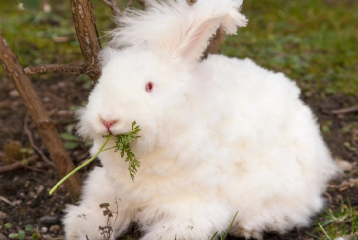 angora rabbit care